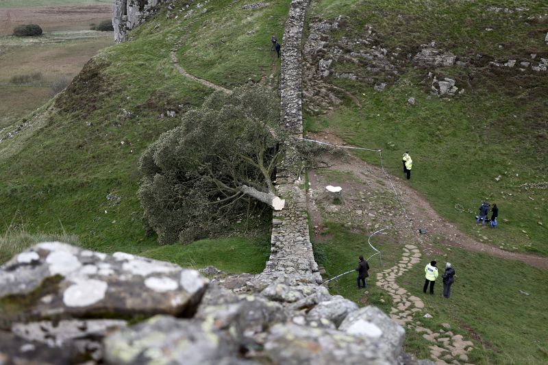 A piece of the illegally felled Sycamore Gap tree is going on display – and you can hug it
